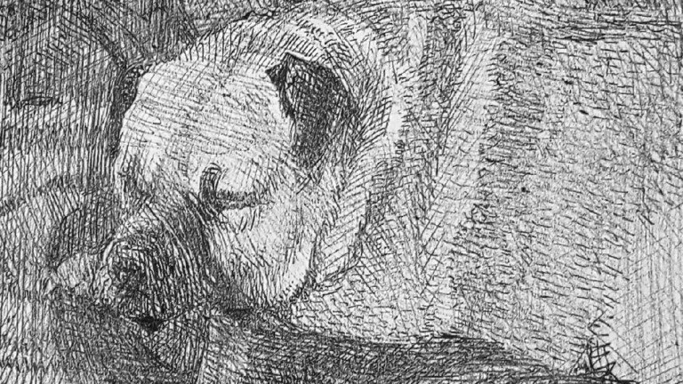 Dibujo para principiantes 