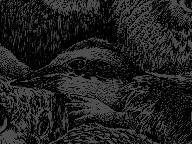 Narraciones de viajes, peregrinos, lobos y otras miniaturas | Ilustraciones de Nicolás Arispe